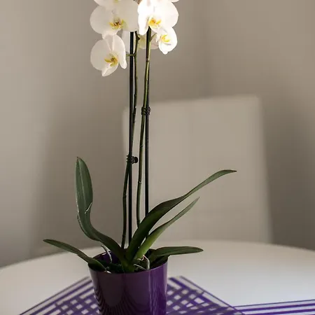 Apartment Renjak Sukosan